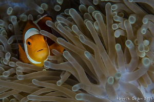 Clownfish in Anemone by Henrik Gram Rasmussen 
